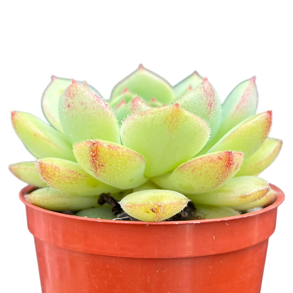Echeveria derosa 'Herr Herrsblute'