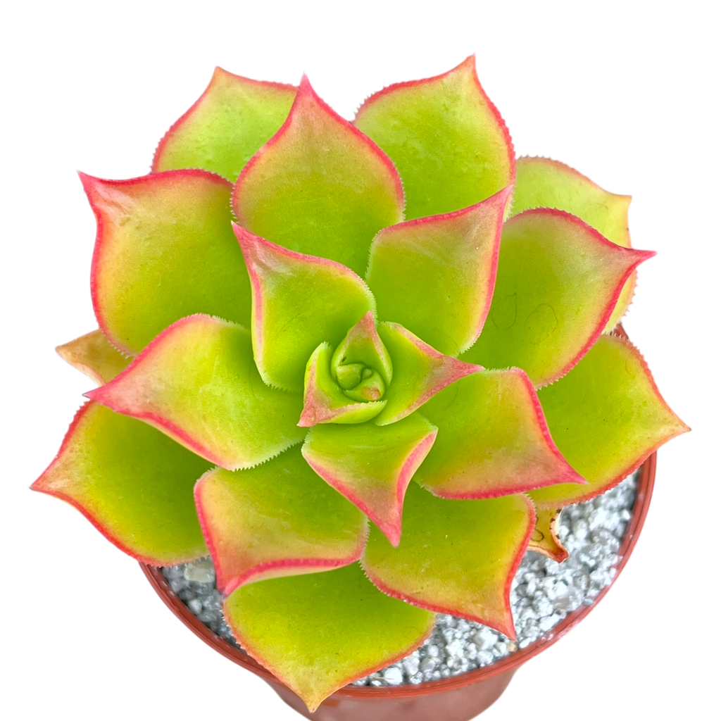 Aeonium lancerottense