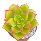 Aeonium lancerottense