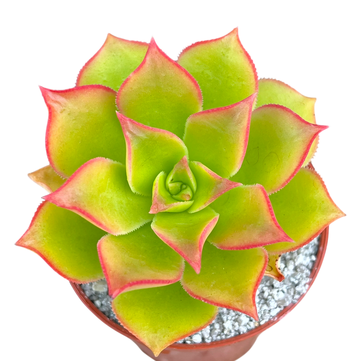 Aeonium lancerottense