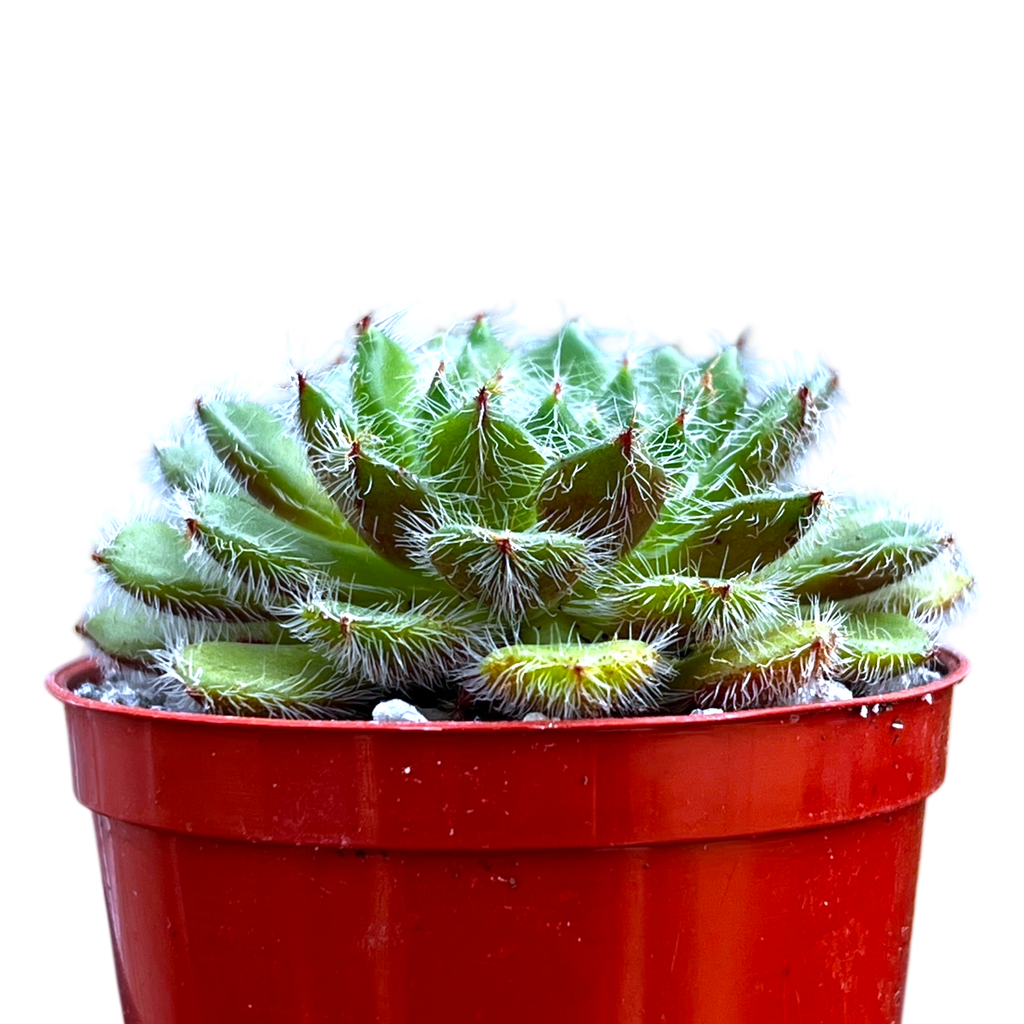 Echeveria setosa var. ciliata