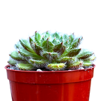 Echeveria setosa var. ciliata