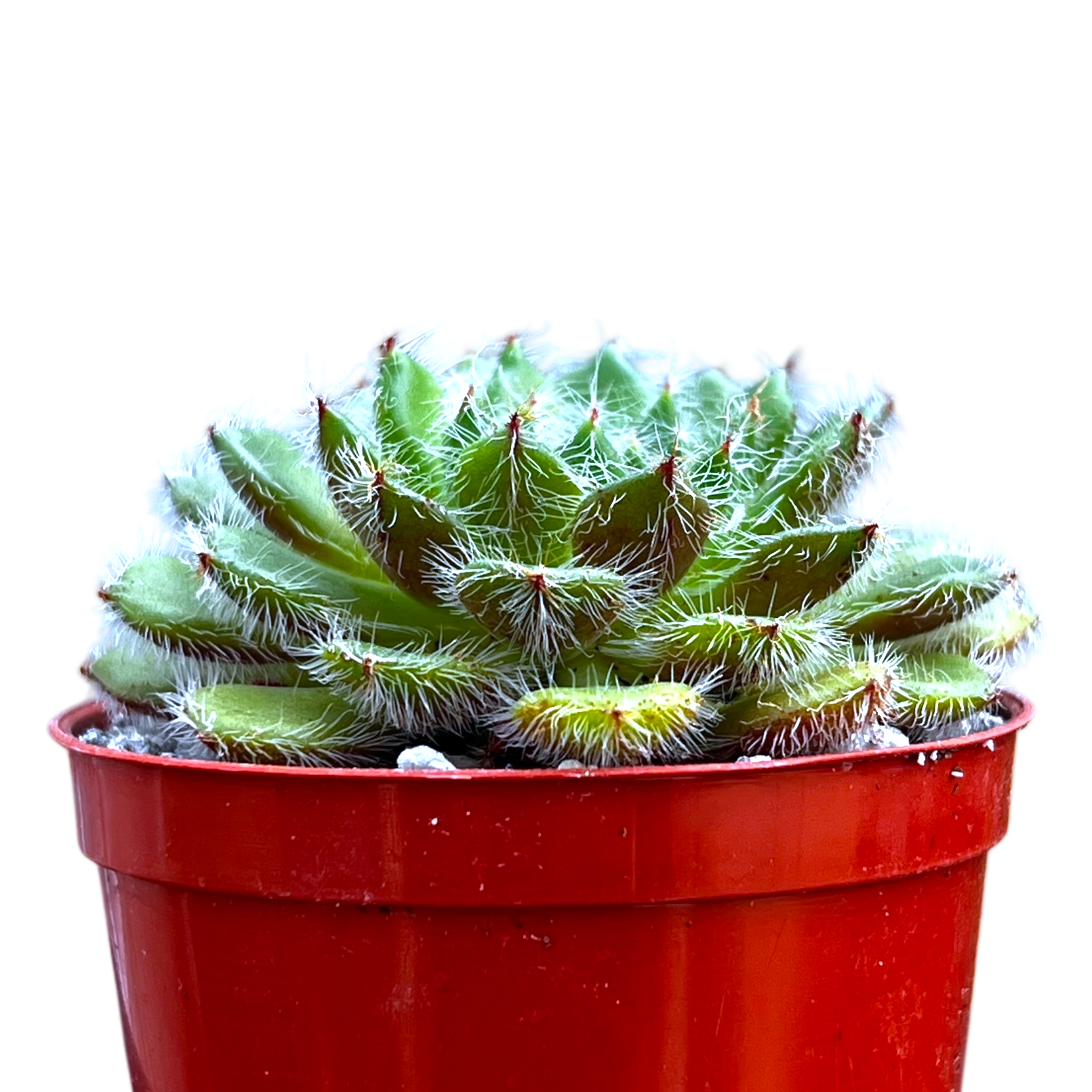 Echeveria setosa var. ciliata