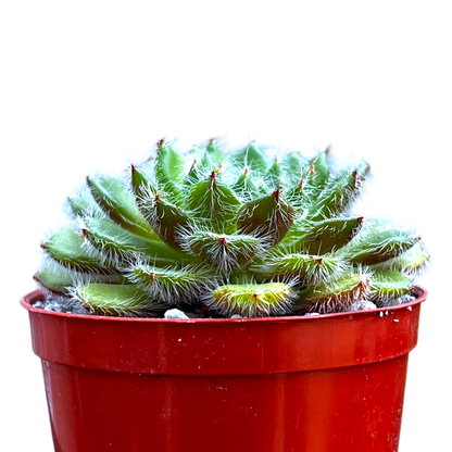 Echeveria setosa var. ciliata