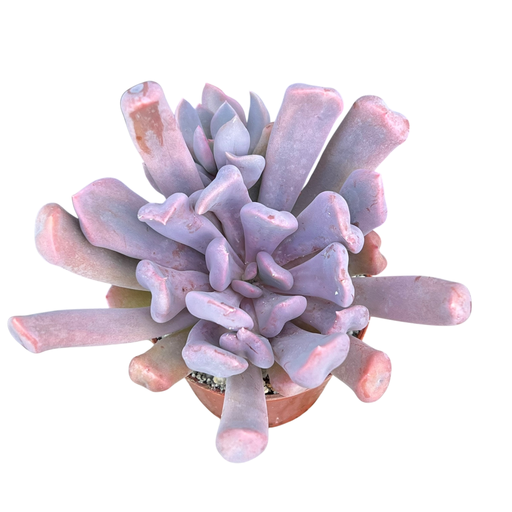 x Graptoveria 'Topsy Debbi'