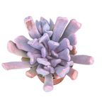 x Graptoveria 'Topsy Debbi'