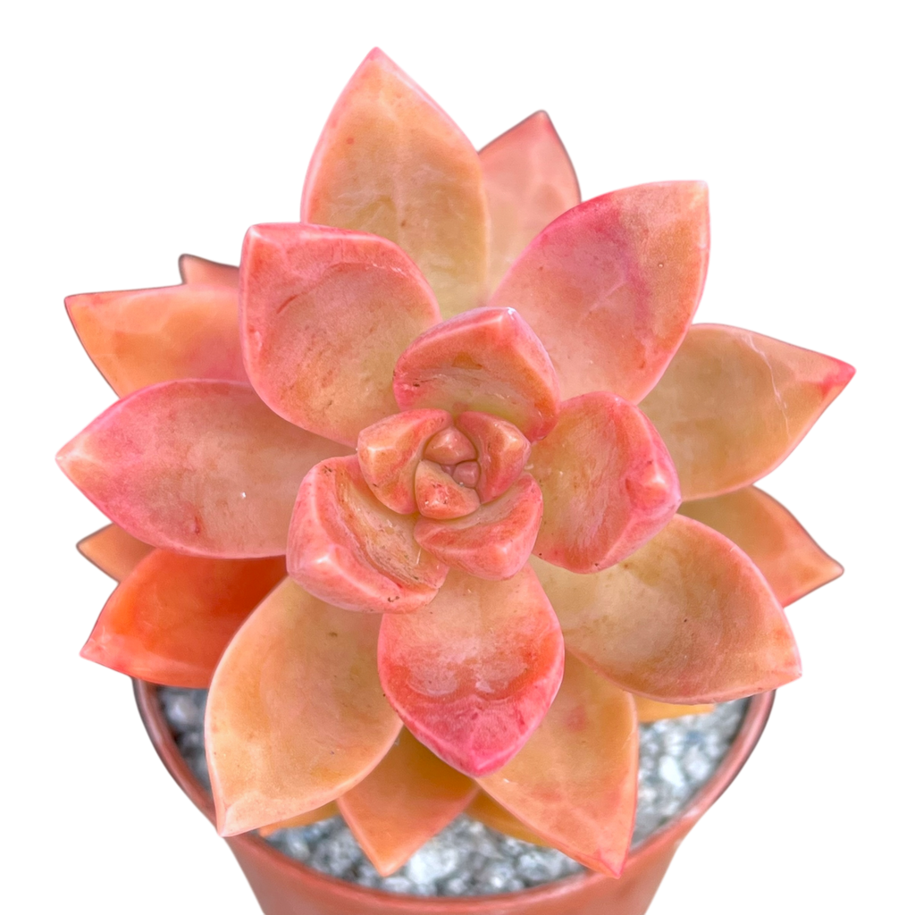 x Graptosedum 'California Sunset'