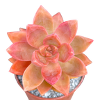 x Graptosedum 'California Sunset'