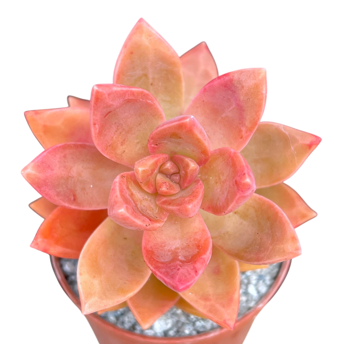 x Graptosedum 'California Sunset'
