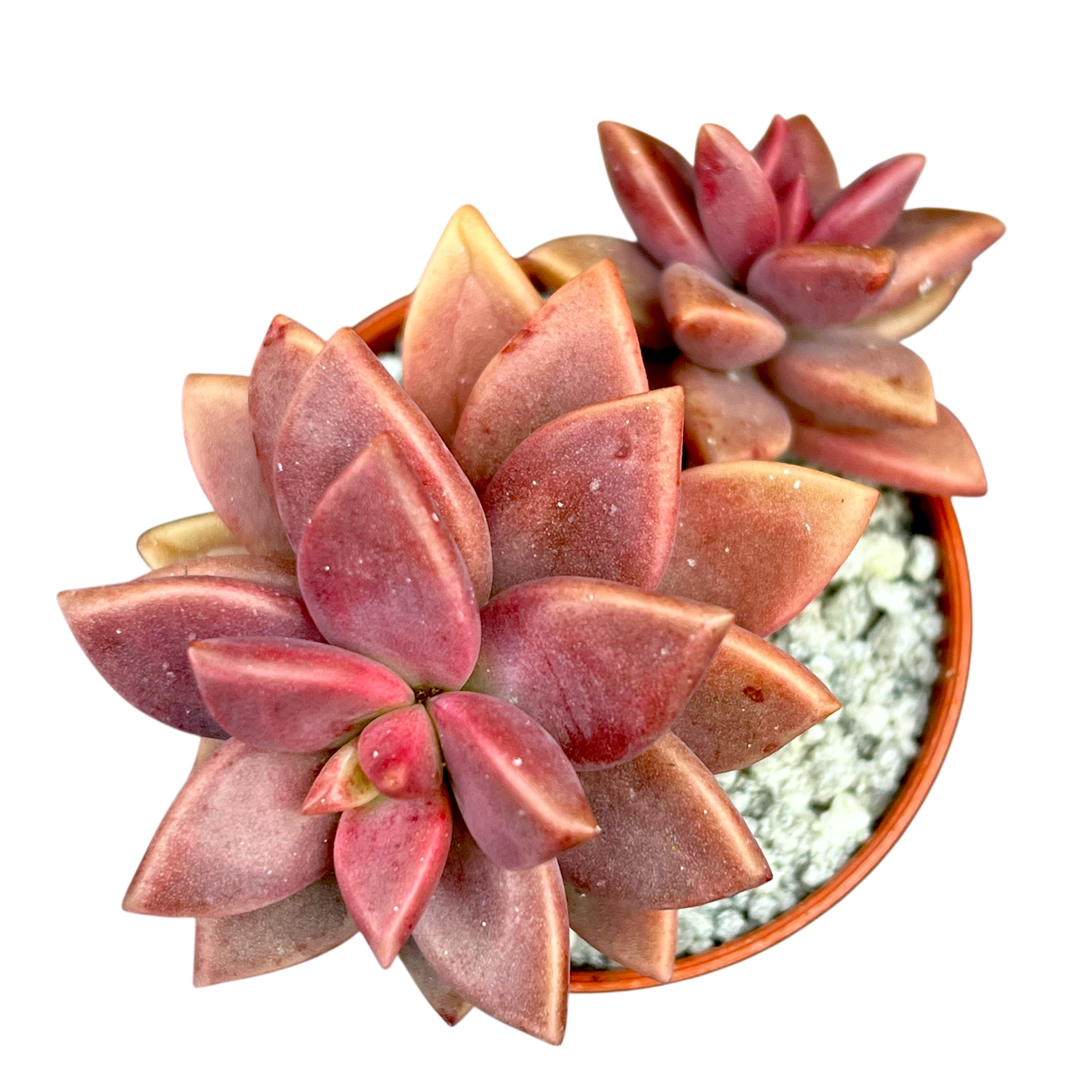 エケベリア・セダム C-Chan x グラプトセダム 'アルペングロー' – Surreal Succulents