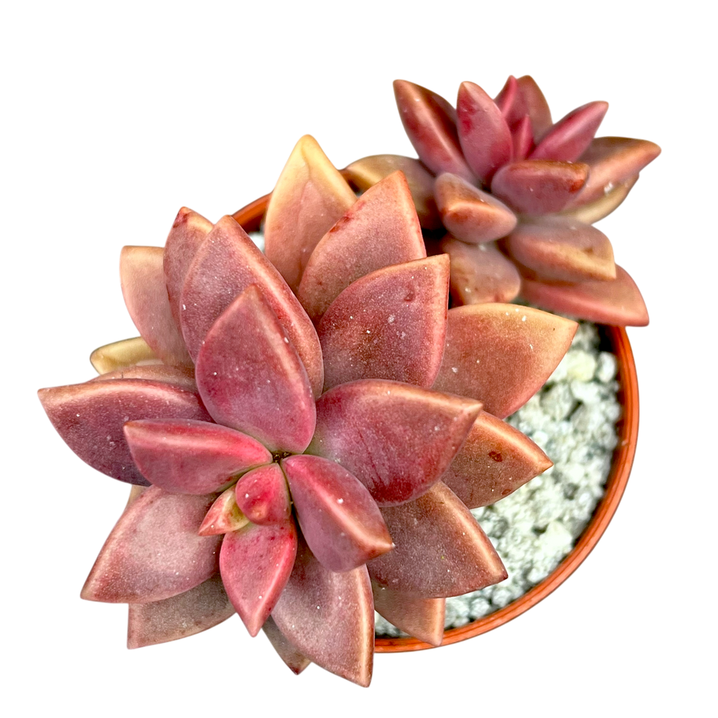 x Graptosedum 'Alpenglow'