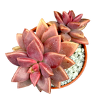 x Graptosedum 'Alpenglow'