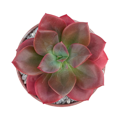 Echeveria 'Chroma'