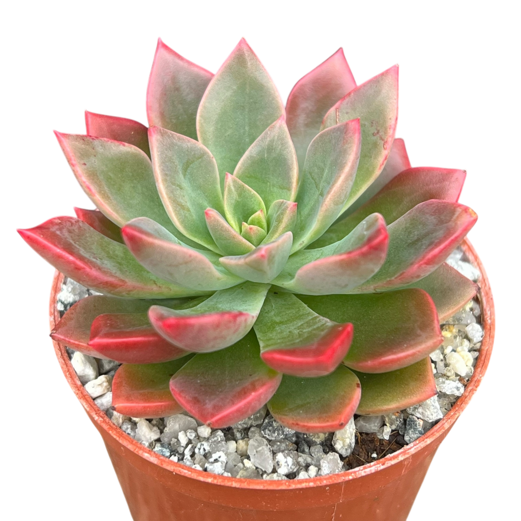 Echeveria 'Meteor'