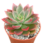 Echeveria 'Meteor'