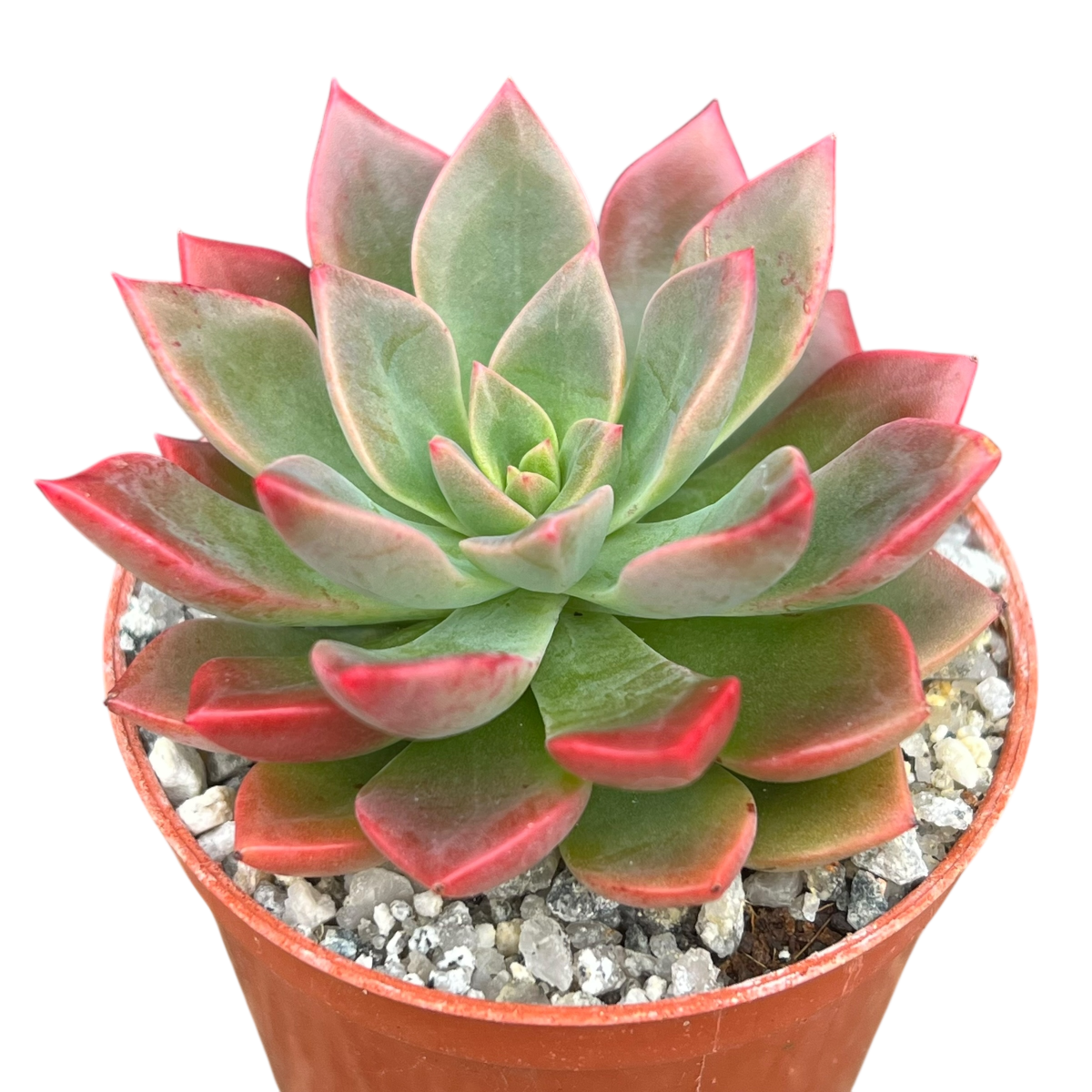 Echeveria 'Meteor'