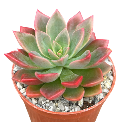 Echeveria 'Meteor'