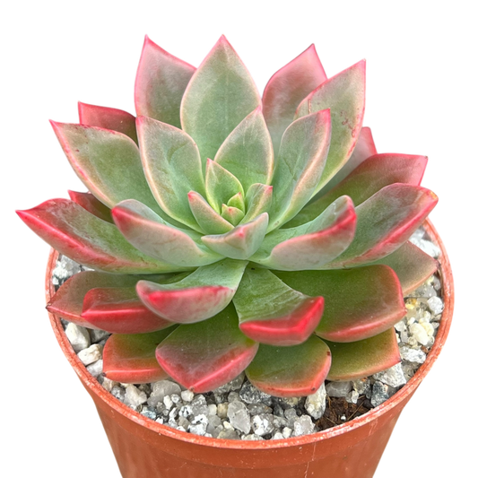 Echeveria 'Meteor'