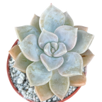 x Graptoveria 'Koala'