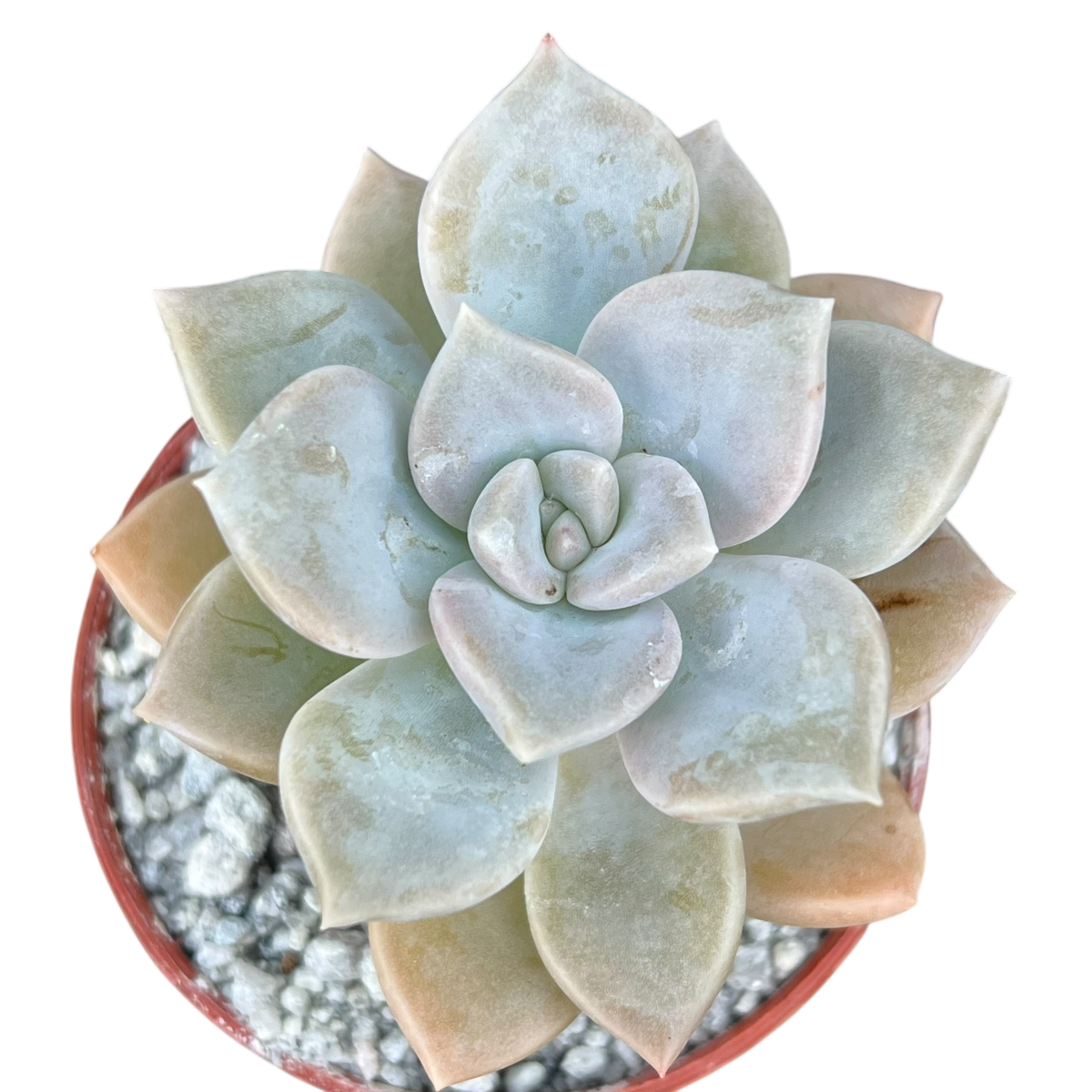 x Graptoveria 'Koala'
