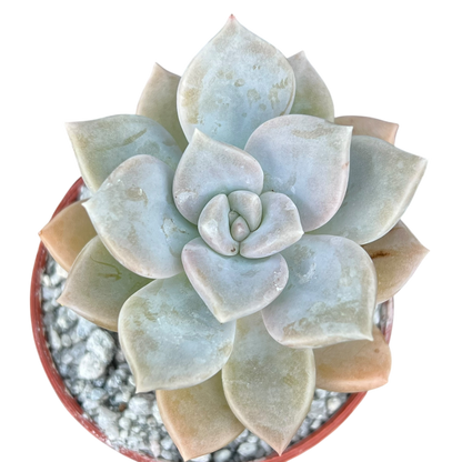 x Graptoveria 'Koala'