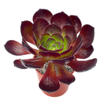 x Semponium 'Vortex'