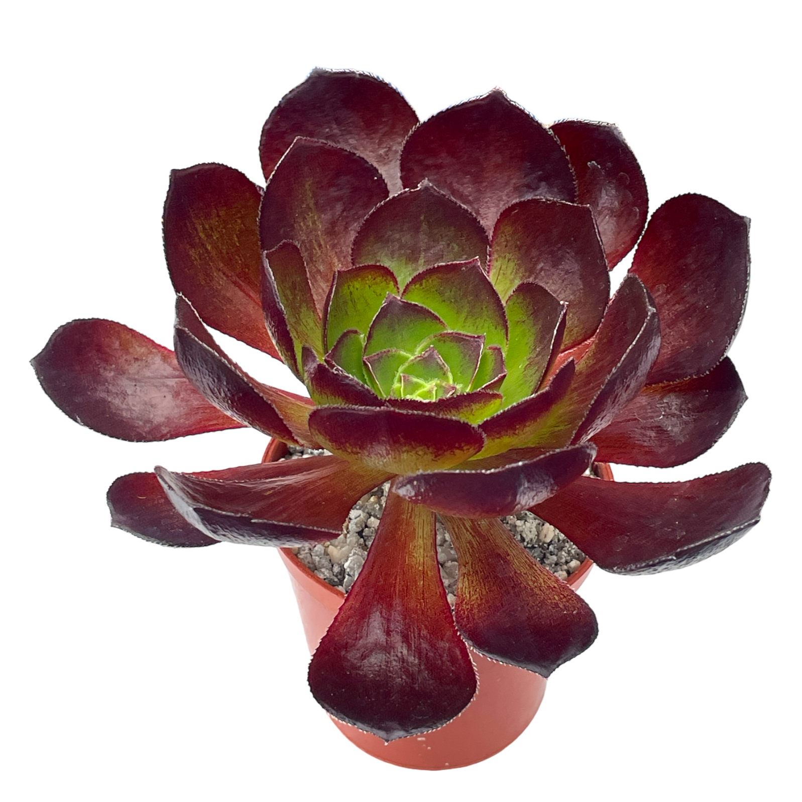 x Semponium 'Vortex'