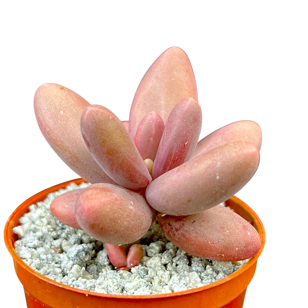 Pachyphytum oviferum x viride