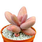 Pachyphytum oviferum x viride