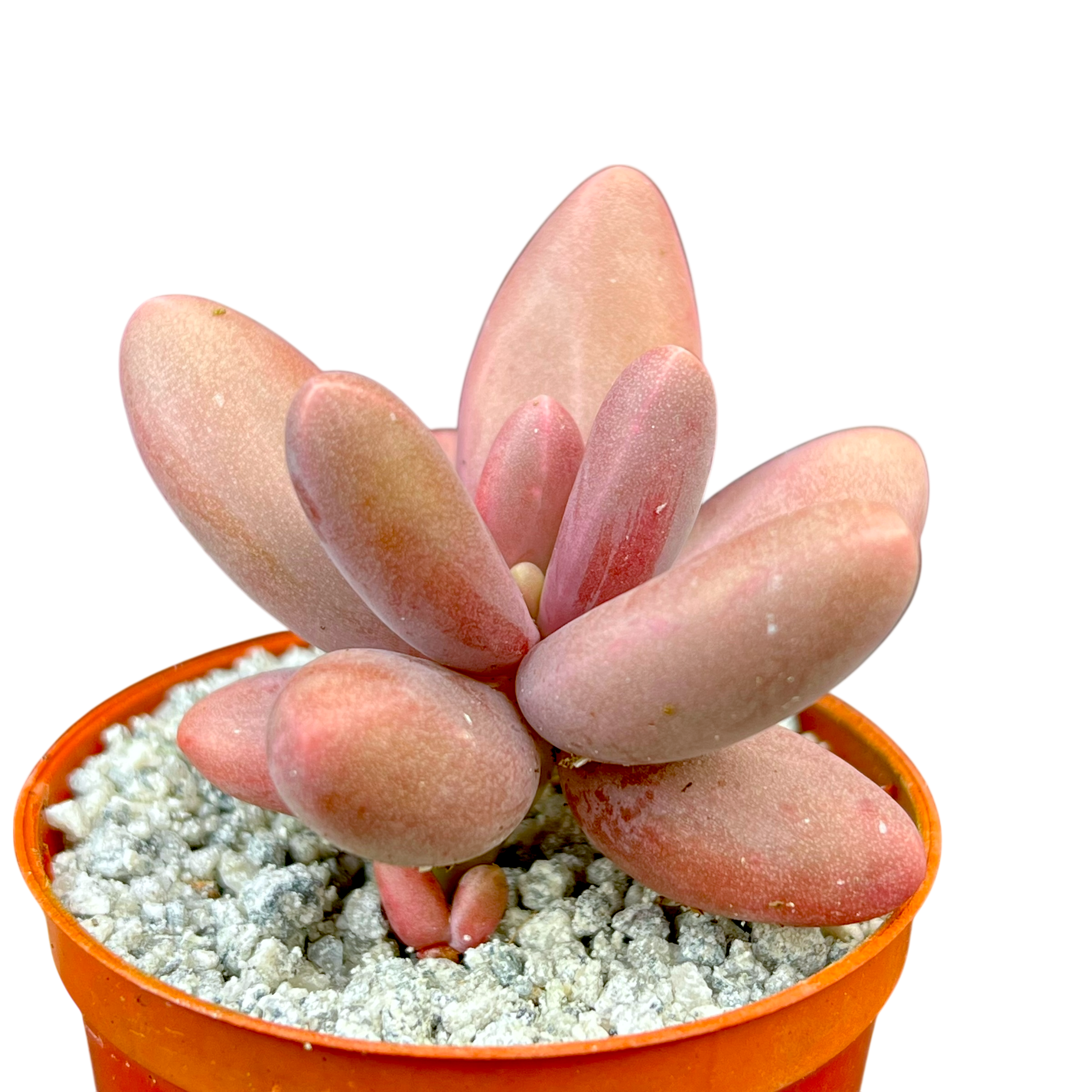 Pachyphytum oviferum x viride
