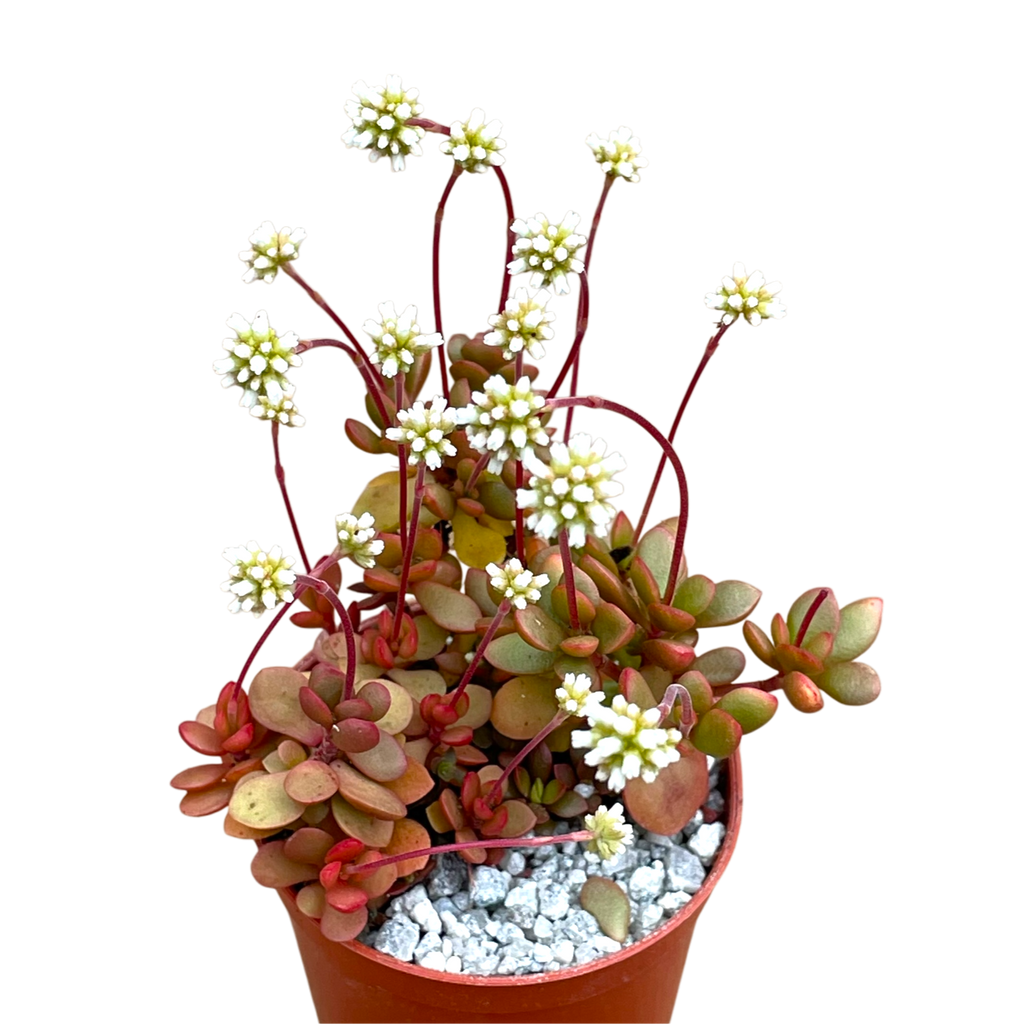 Crassula pubescens ssp. radicans