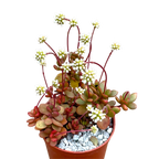 Crassula pubescens ssp. radicans