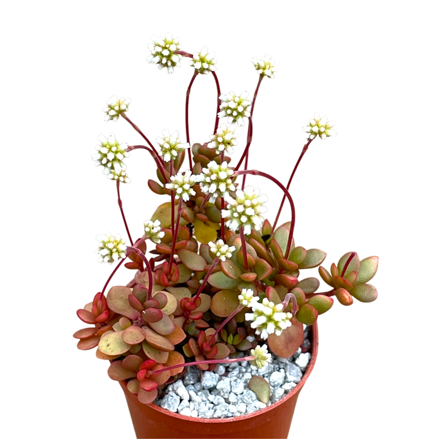 Crassula pubescens ssp. radicans