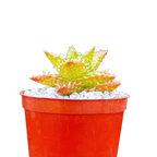 Aloe juvenna | Tiger Tooth Aloe