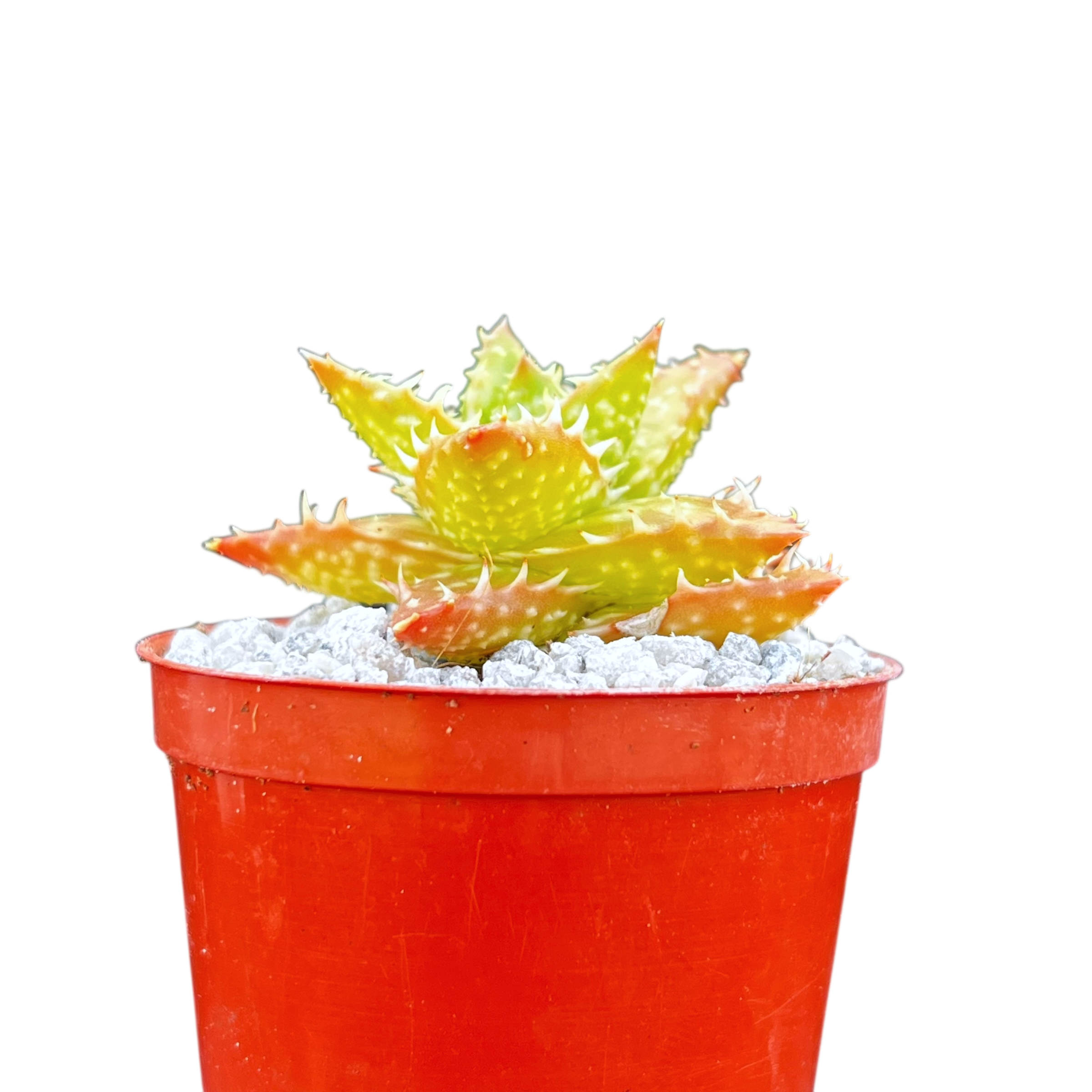 Aloe juvenna | Tiger Tooth Aloe