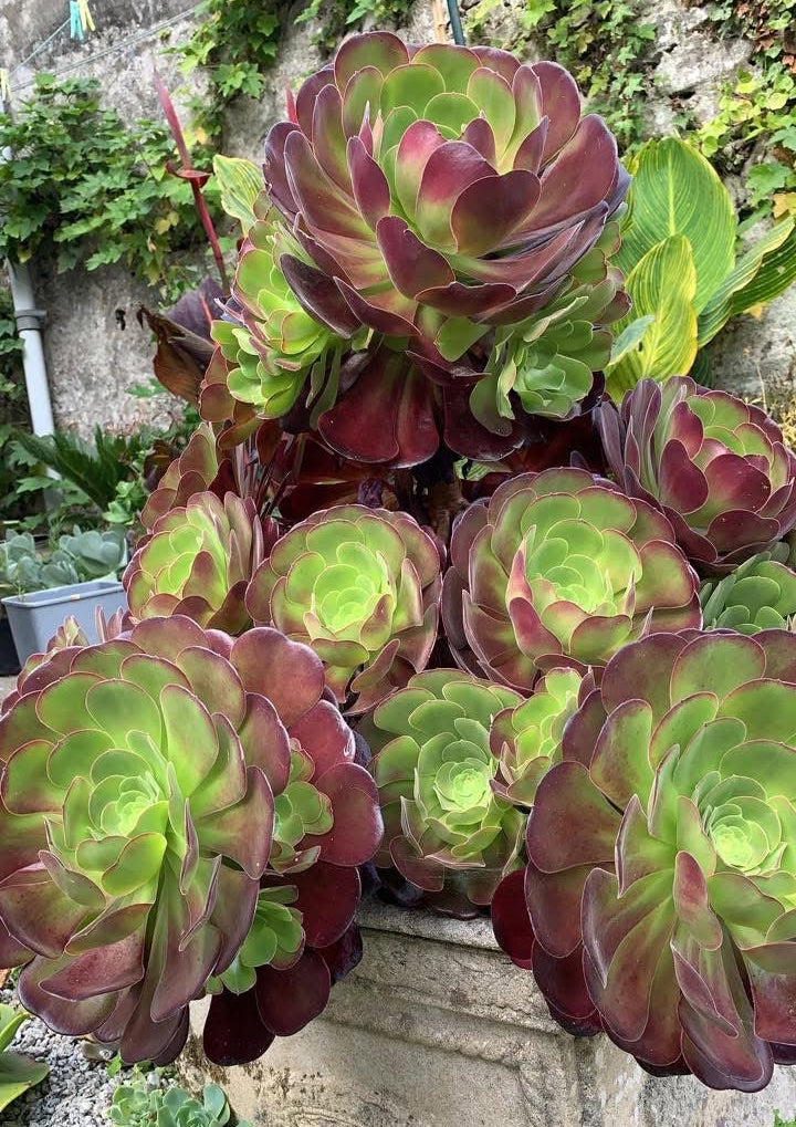 Aeonium 'Velours'