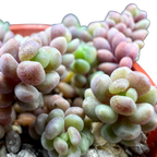 Sedum dasyphyllum major