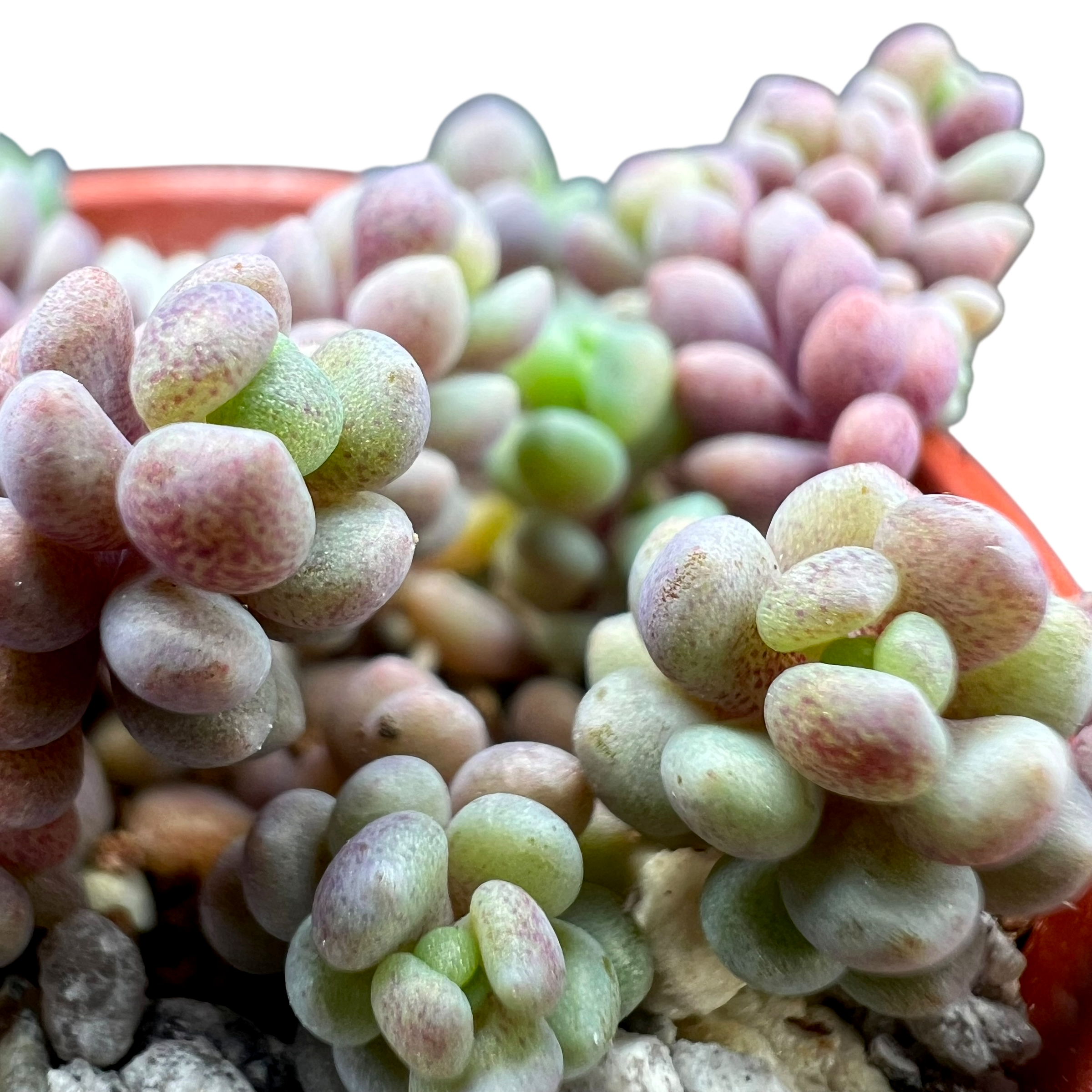 Sedum dasyphyllum major
