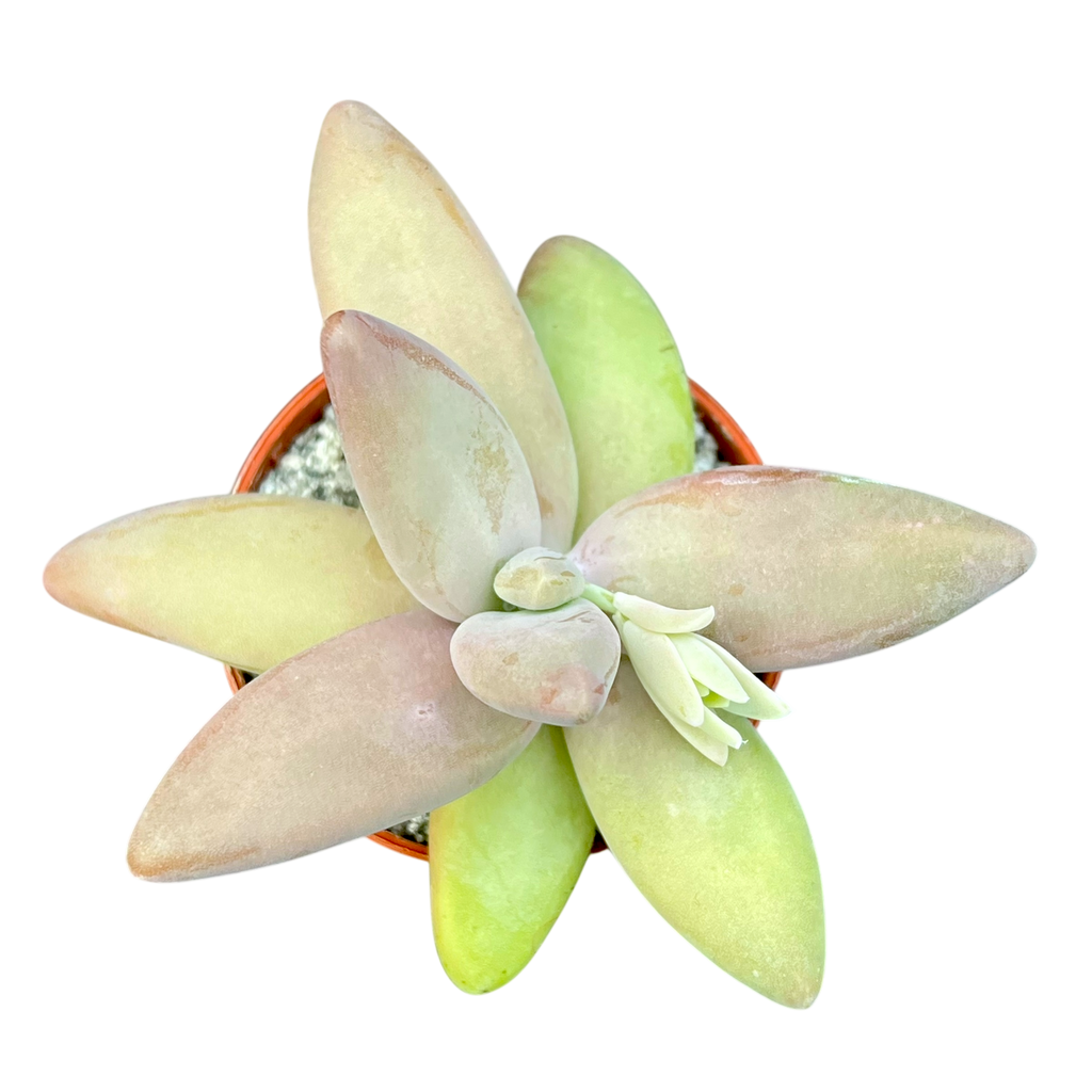 Pachyphytum fittkauii