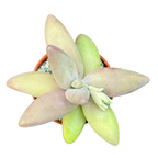 Pachyphytum fittkauii