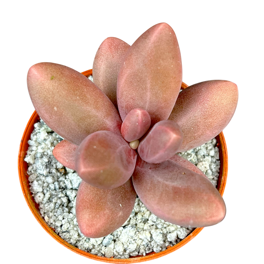Pachyphytum oviferum x viride