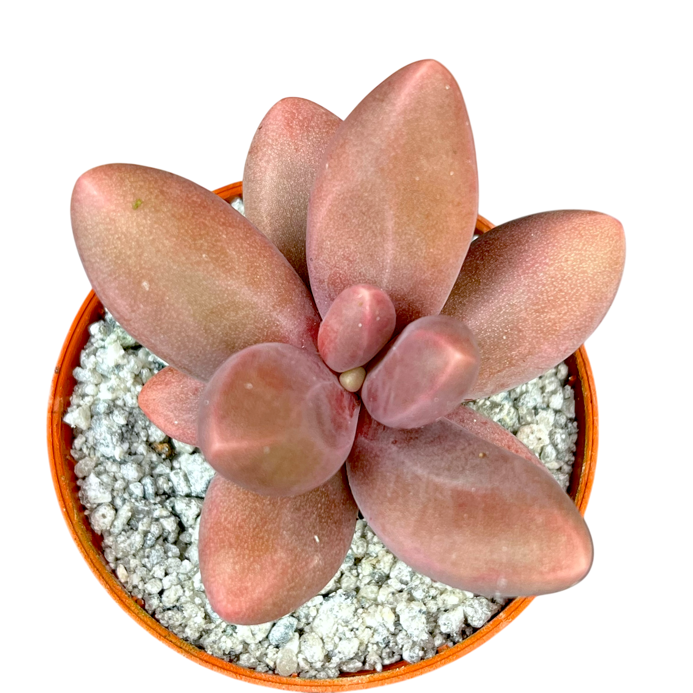 Pachyphytum oviferum x viride
