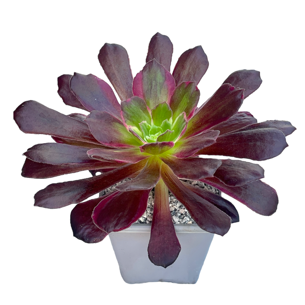 Aeonium 'Eden'