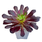 Aeonium 'Eden'