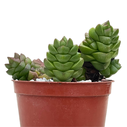 Crassula x marchandii