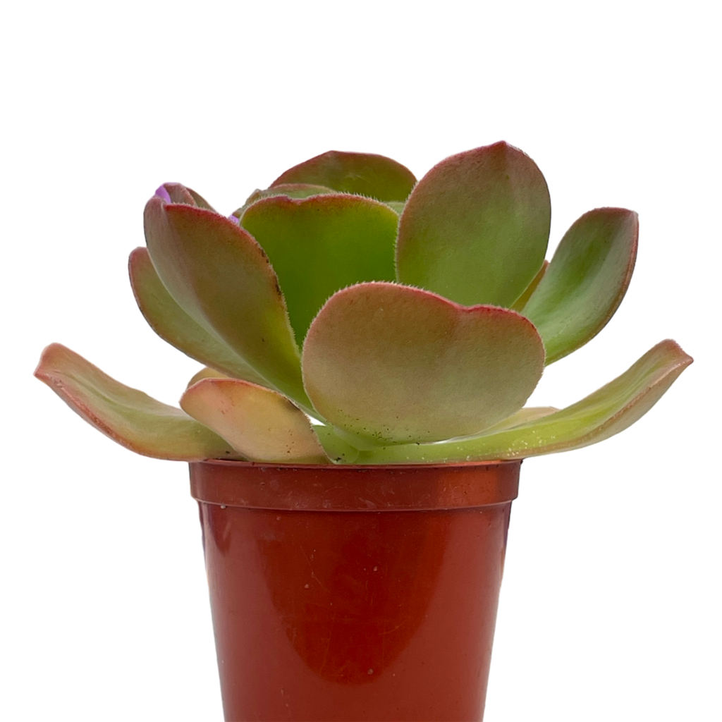 Aeonium 'Darley Blush'