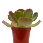 Aeonium 'Darley Blush'