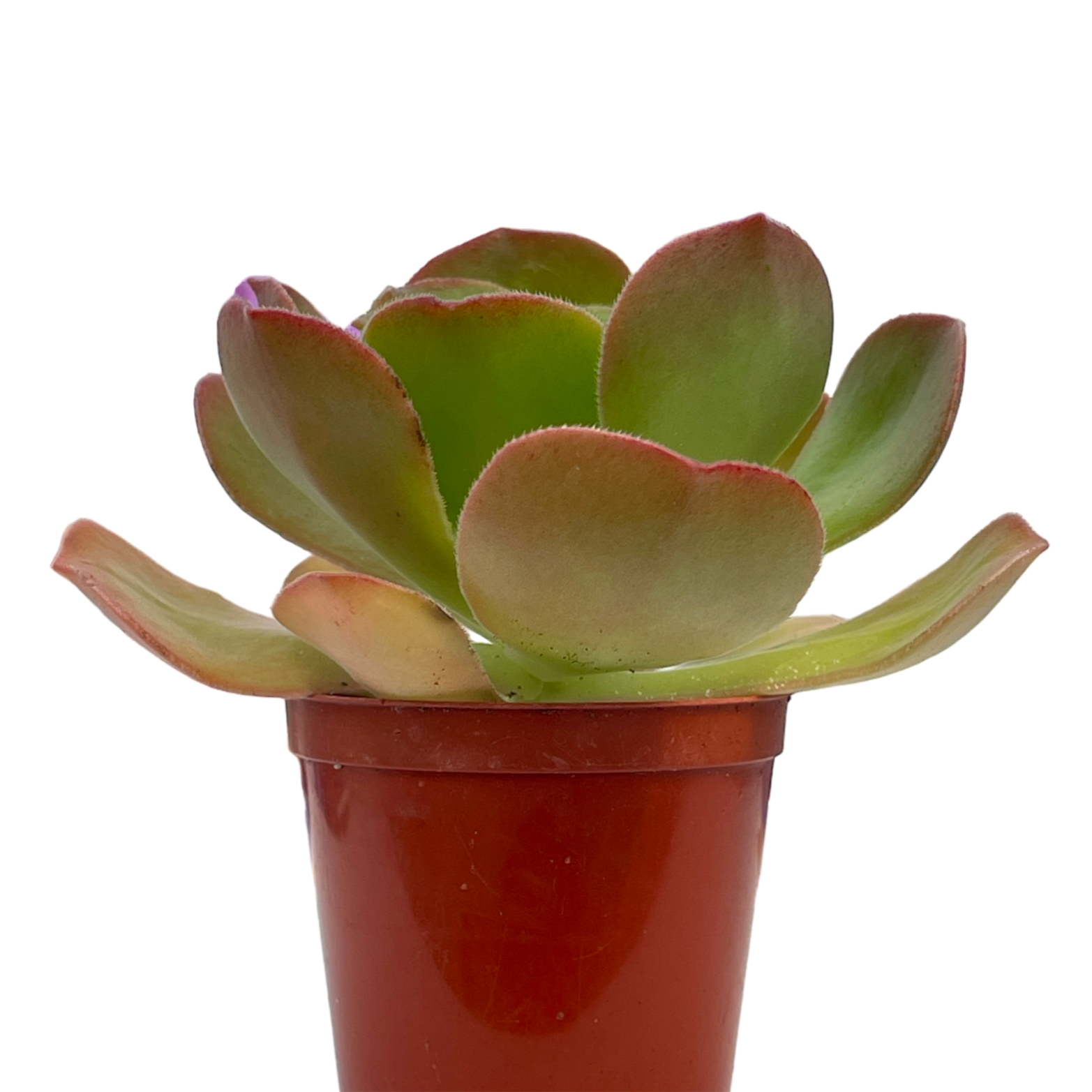 Aeonium 'Darley Blush'