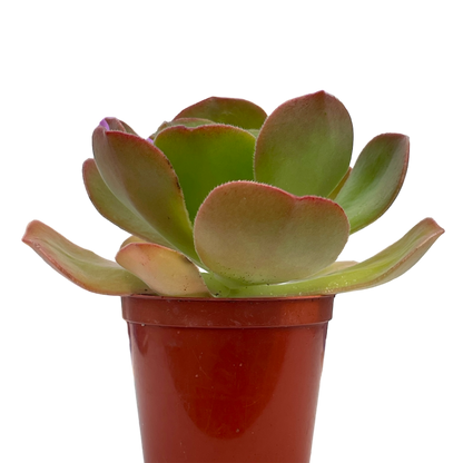 Aeonium 'Darley Blush'