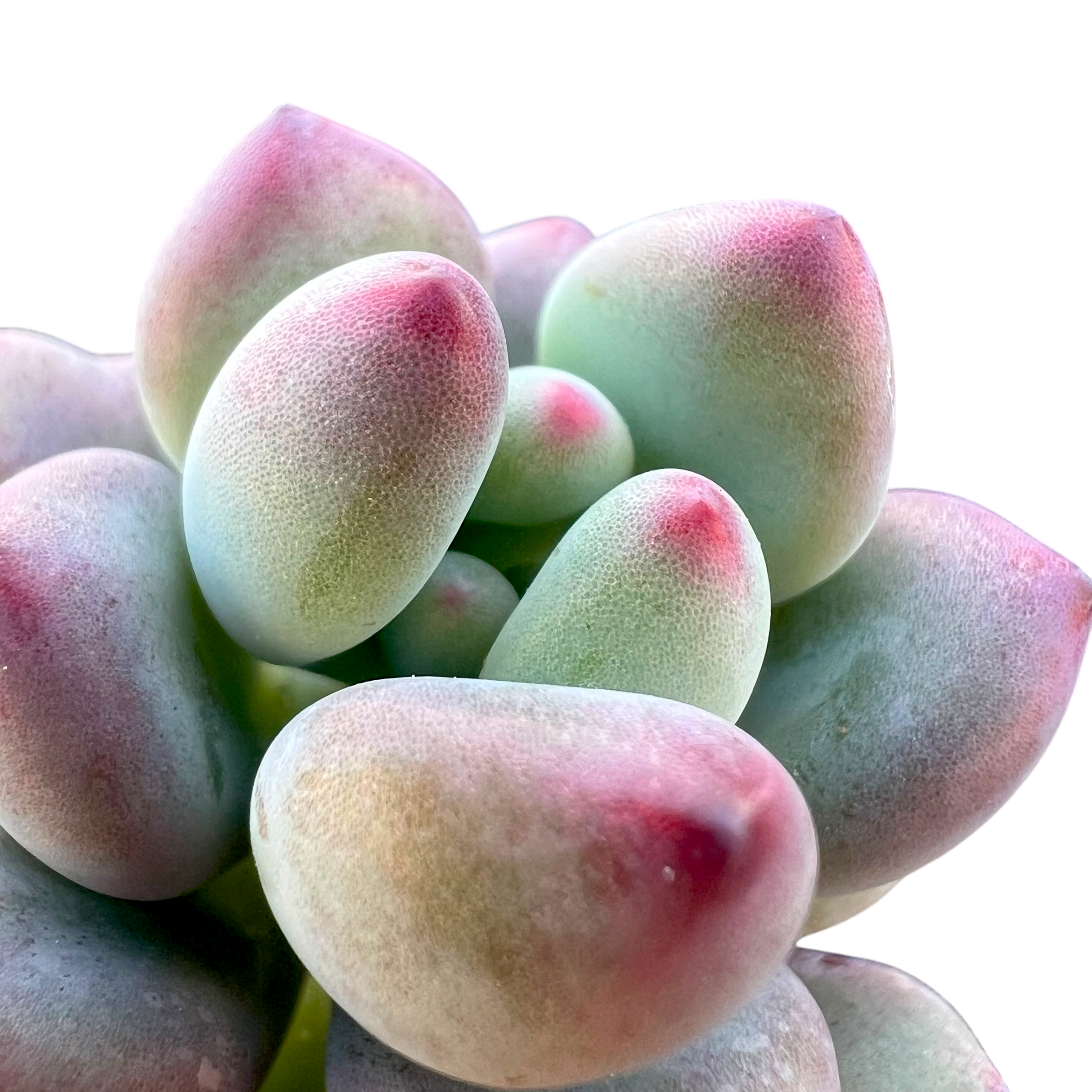 セダム・コンミクストゥム | コミックトム – Surreal Succulents